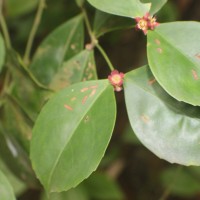 Euonymus